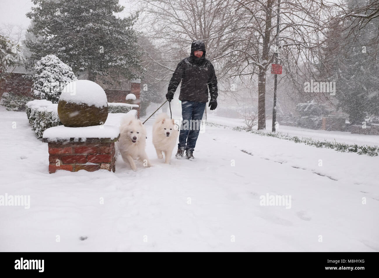 Dog city uk hires stock photography and images Alamy