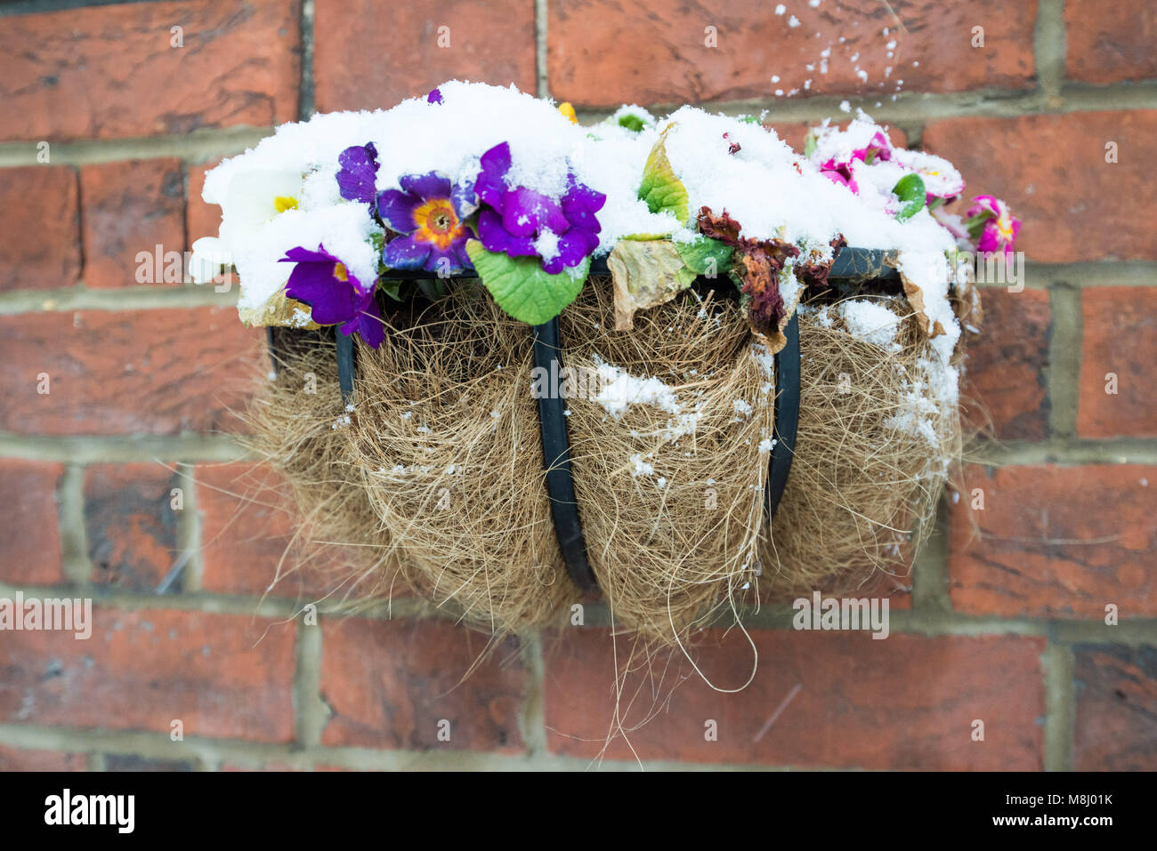 Wall mounted hanging basket full of flowers but covered in snow during the socalled ‘Beast From