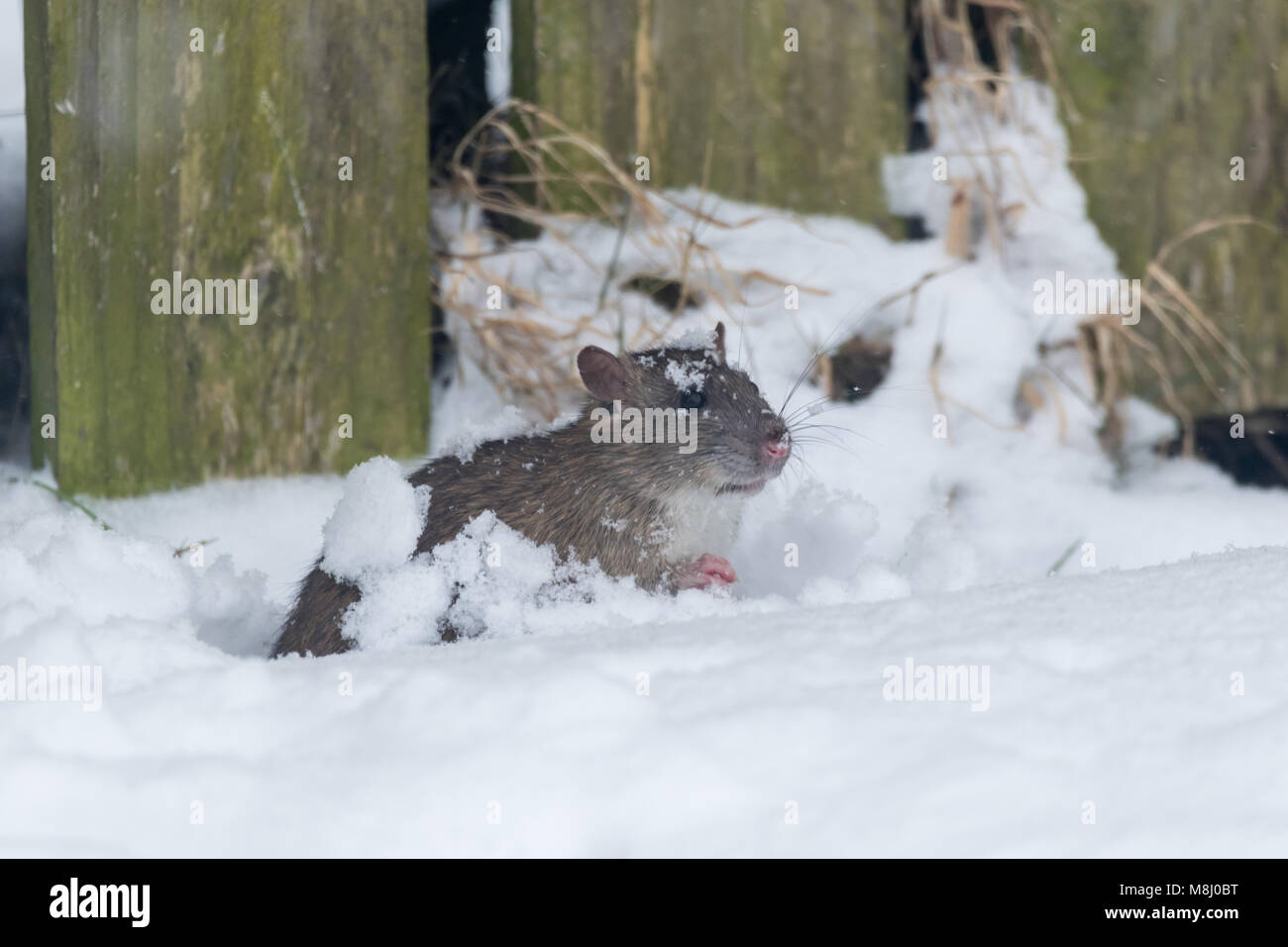 A Rat Foraging For Bird Seed That Has Fallen On The Floor From