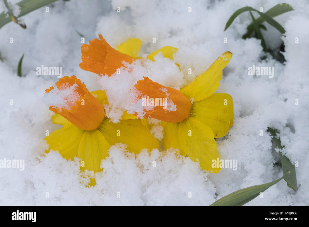 Daffodil covered in snow hires stock photography and images Alamy