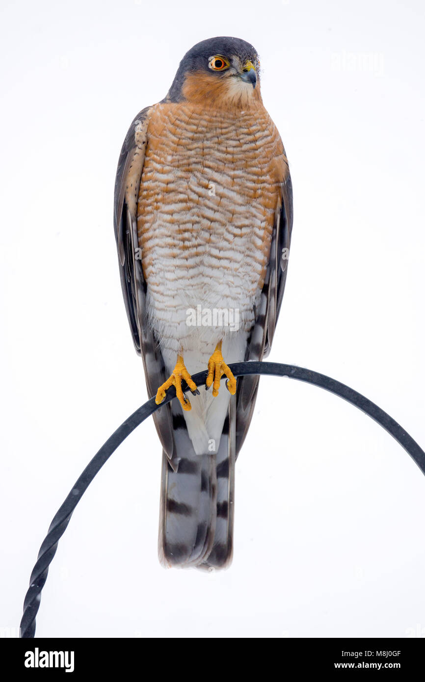 Sparrow Hawk Bird Feeder Stock Photos Sparrow Hawk Bird Feeder