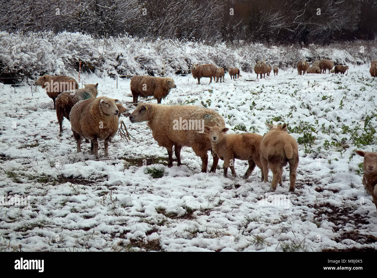 Stubble turnip hires stock photography and images Alamy
