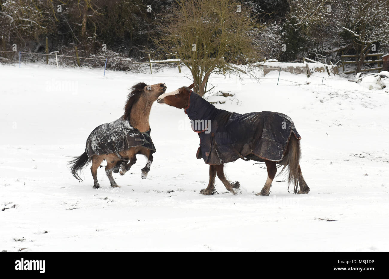 Horses wearing their winter coats enjoy a bit of 'horse play' to keep