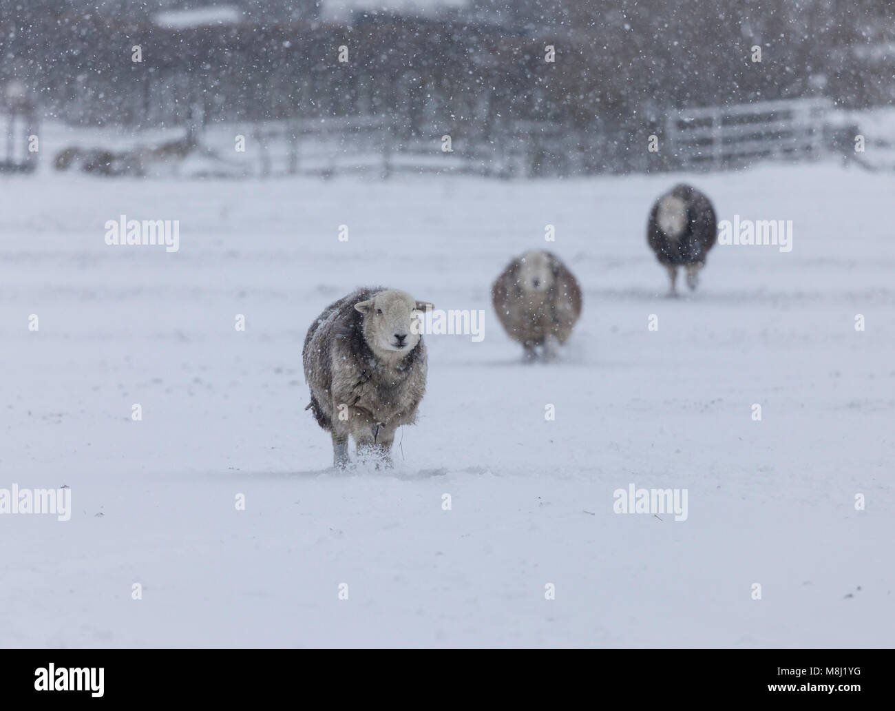 County Durham. Sunday 18th March 2018. UK Weather. Beast from the East 2.  It's 'snow problem' for these hardy Herdwick sheep as the snow falls around them in Teesdale, County Durham, Northeast England. David Forster/Alamy Live News Stock Photo