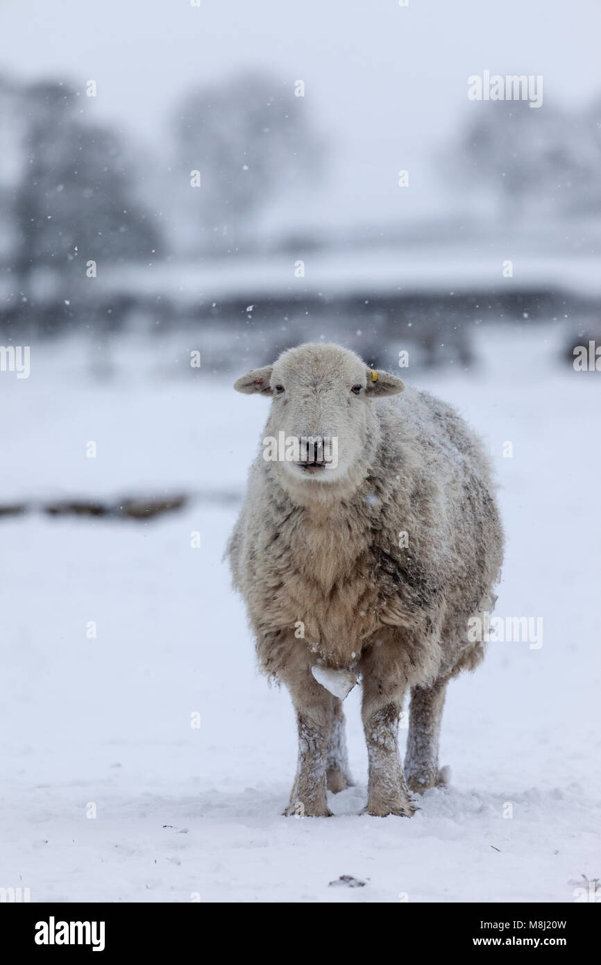 County Durham. Sunday 18th March 2018. UK Weather. Beast from the East 2.  It's 'snow problem' for these hardy Herdwick sheep as the snow falls around them in Teesdale, County Durham, Northeast England. David Forster/Alamy Live News Stock Photo