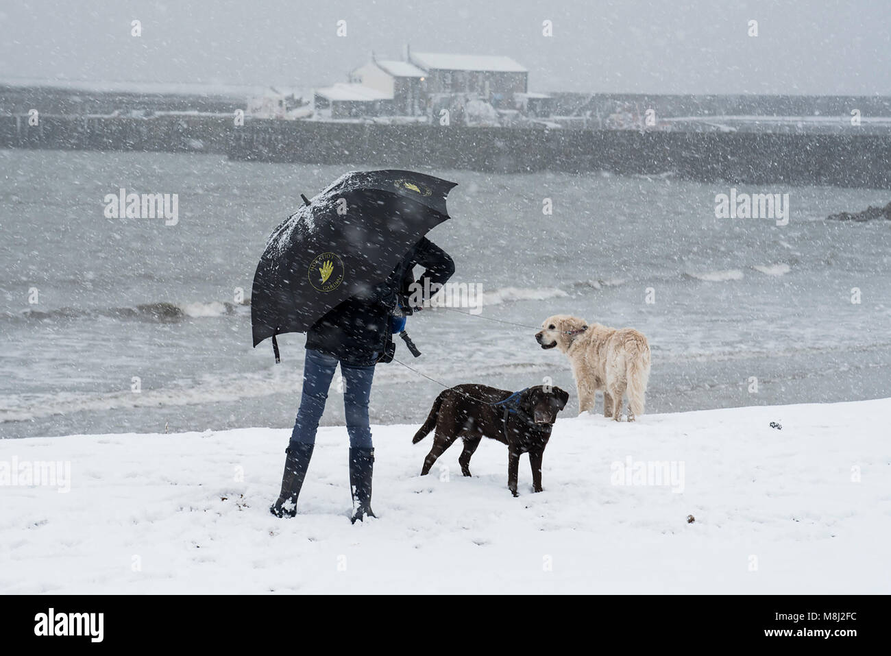 Snow in Lyme Regis, 18th March 2018.  UK Weather: A young woman battles with her umbrella as she walks her dogs on the beach in the Dorset coastal resort of Lyme Regis as the Beast from the East 2 btes. Credit Celia McMahon/Alamy live news. Stock Photo