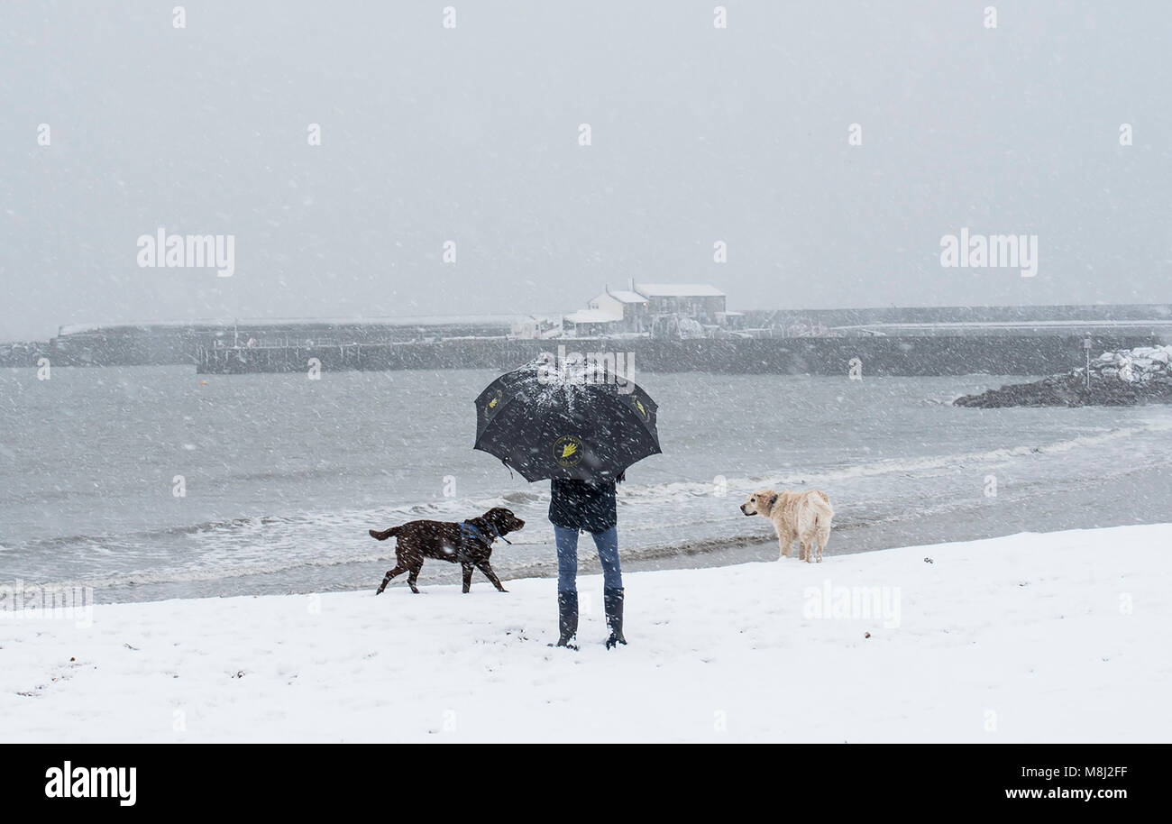Snow in Lyme Regis, 18th March 2018.  UK Weather: A young woman battles with her umbrella as she walks her dogs on the beach in the Dorset coastal resort of Lyme Regis as the Beast from the East 2 btes. Credit Celia McMahon/Alamy live news. Stock Photo