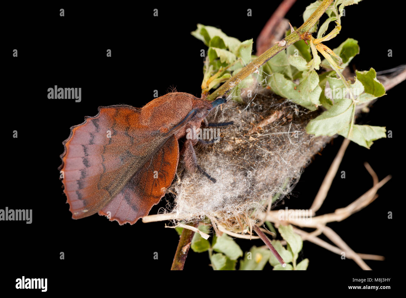 Lappet moth, Gastropacha quercifolia, newly emerged from its cocoon. Studio picture North Dorset England UK GB Stock Photo
