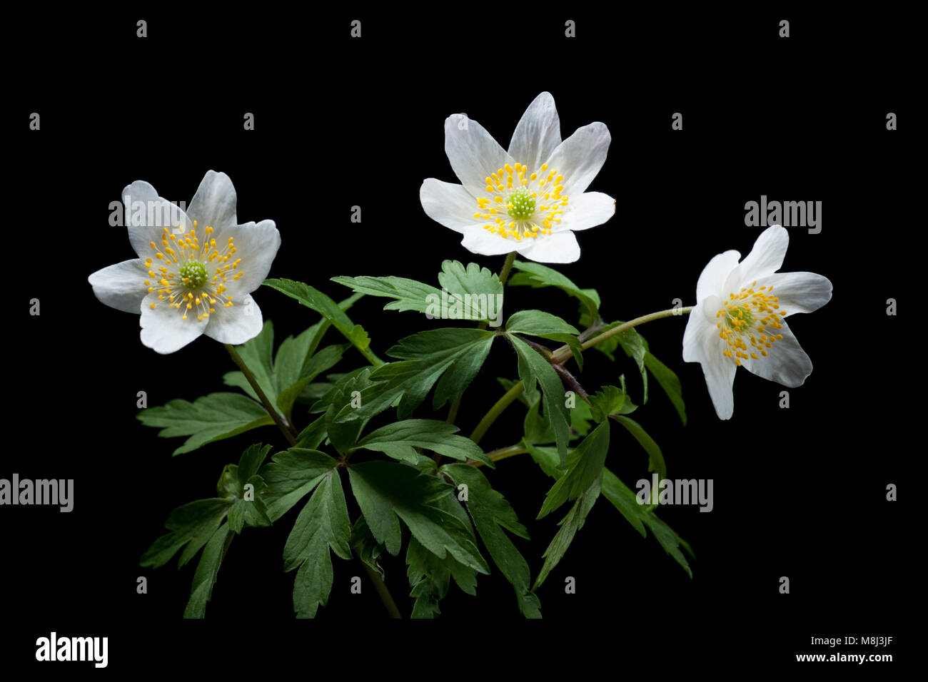 Wood anemones, Anemone nemorosa founding woodlands in springtime in North Dorset England UK GB. Photographed in a studio on a black background. Stock Photo