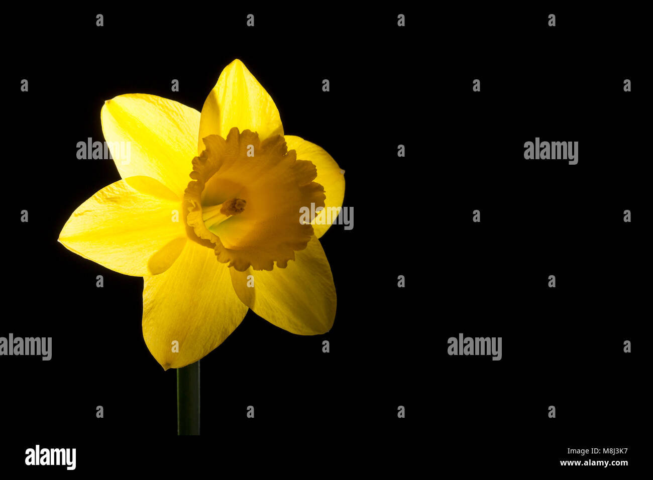 A daffodil photographed on a black background in a studio. Dorset England UK GB Stock Photo