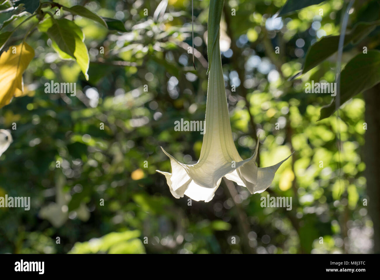 A Brugmansia or Angel's Trumpet shrub or tree. Native to South America, they are common in other countries including Australia Stock Photo