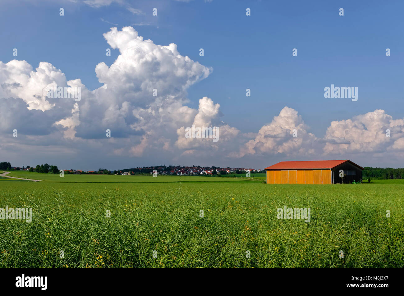 Barn and canola field finished blooming near Ennabeuren (part of Heroldstatt) on the Swabian Alps, Alb-Donau District, Baden-Württemberg, Germany Stock Photo