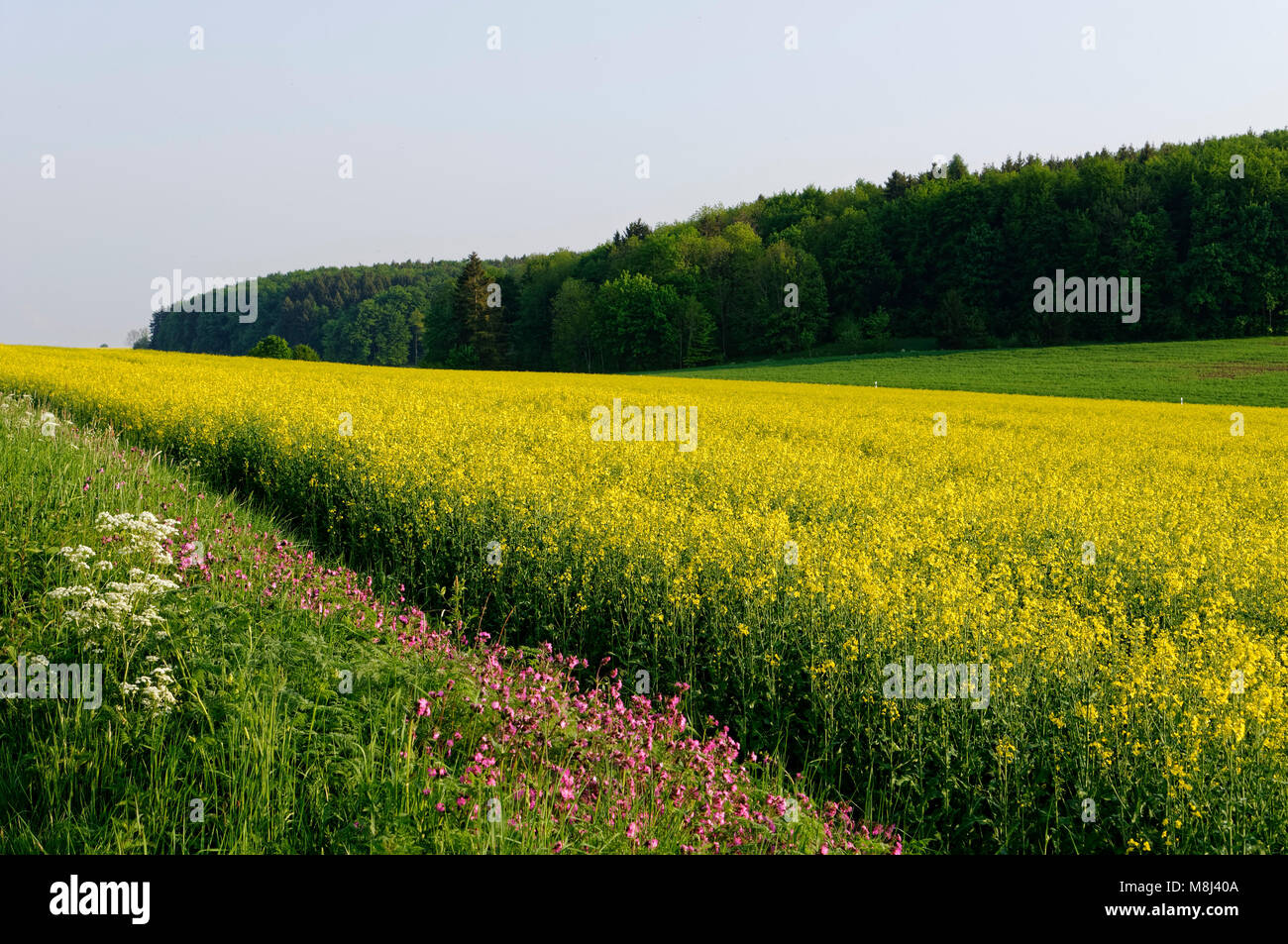 Canola field near Feldstetten (part of laichingen) on the Swabian Alps, Alb-Donau District, Baden-Württemberg, Germany Stock Photo