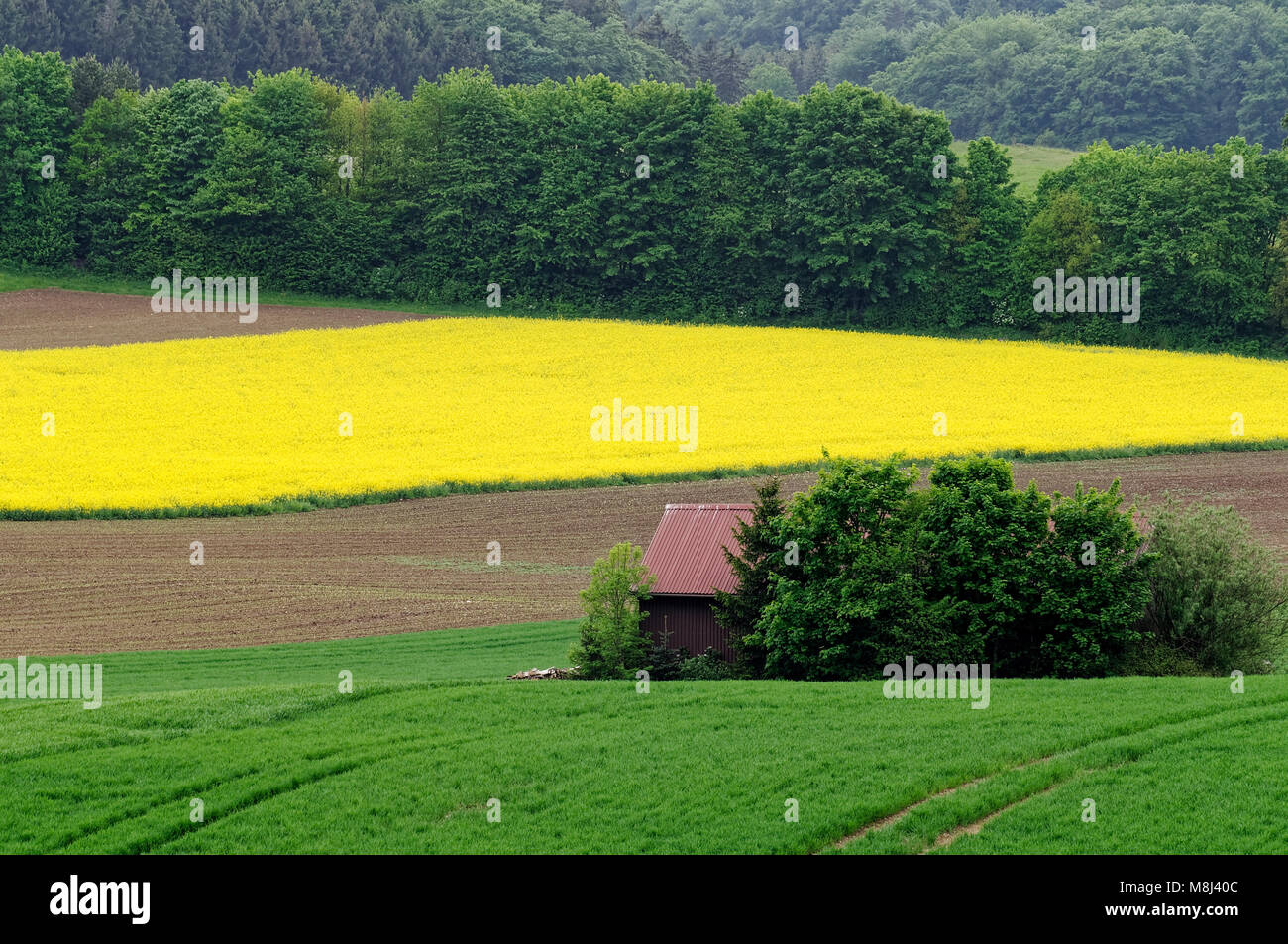 Field scenery with canola field and barn on the Swabian Albs near Feldstetten (part of laichingen), Alb-Donau District, Baden-Württemberg, Germany Stock Photo