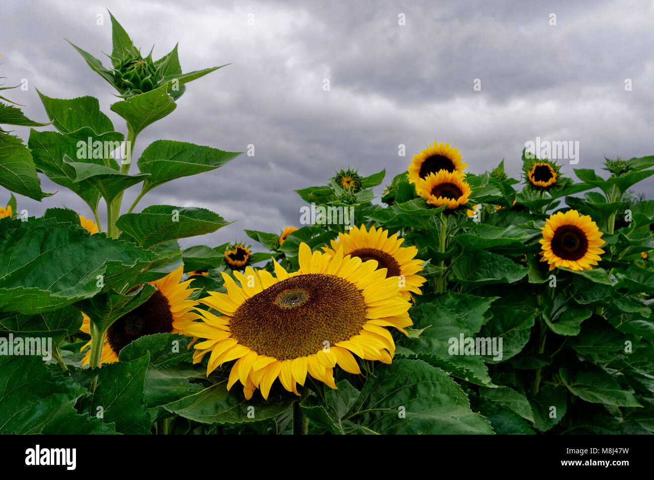 Rain clouds over a sunflower field near Biberach in the Heilbronn district, Baden-Württemberg, Germany Stock Photo