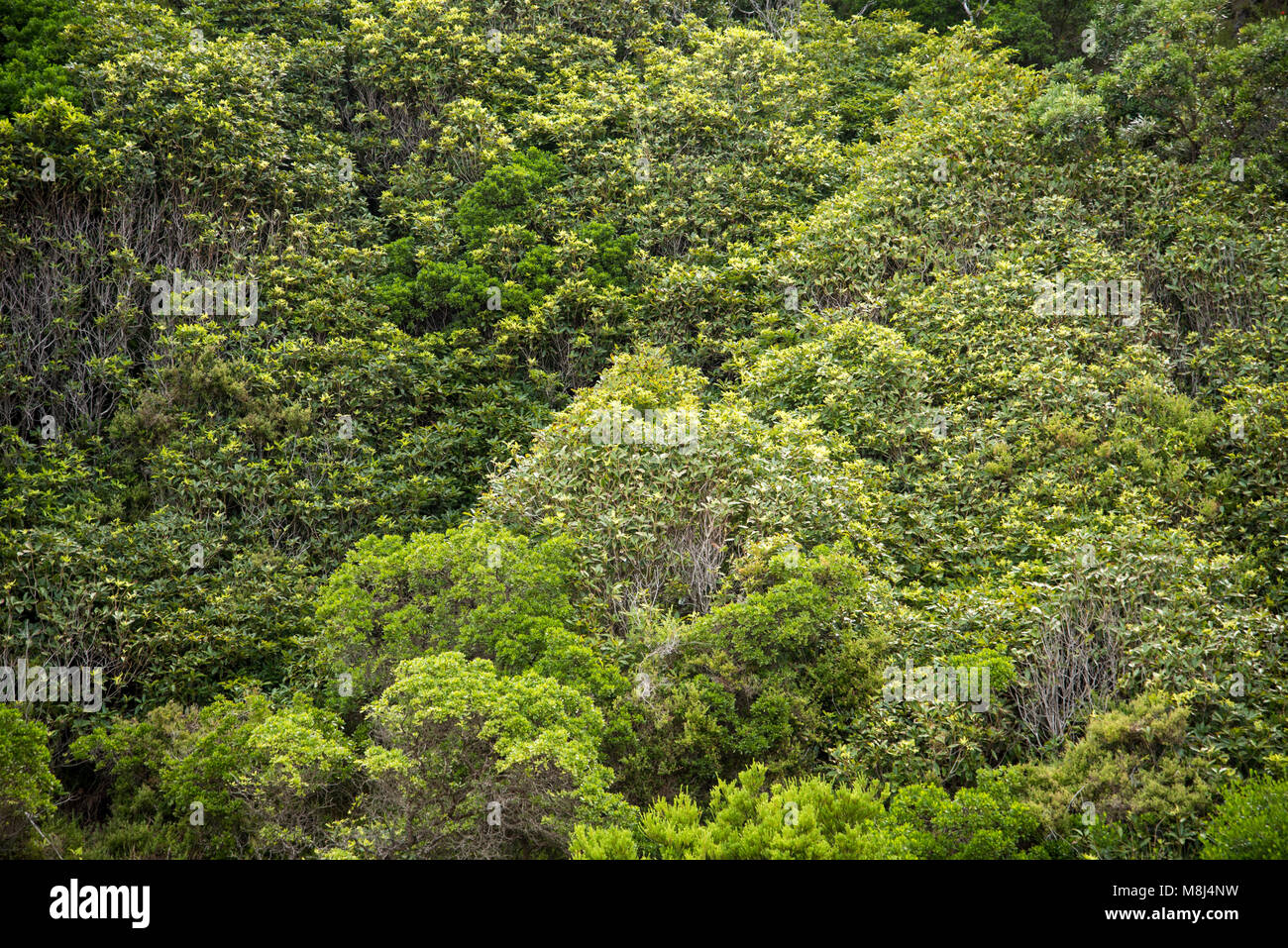 Australian Bushland High Resolution Stock Photography and Images - Alamy