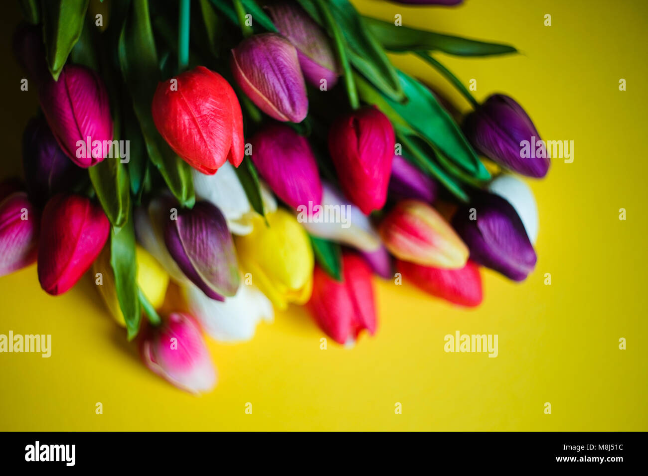 Spring card with tulip flowers on bright yellow background with copy ...