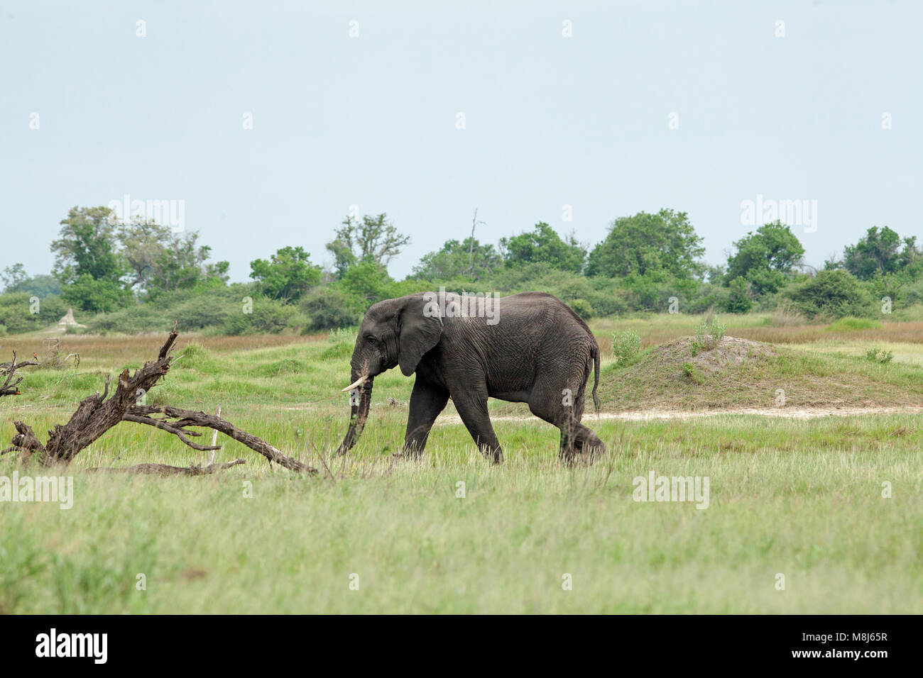 African Elephant Loxodonta africana. Adult bull grazing. Tree damage and loss due to elephants.Chobe National Park. Okavango Delta. Botswana. Africa. Stock Photo