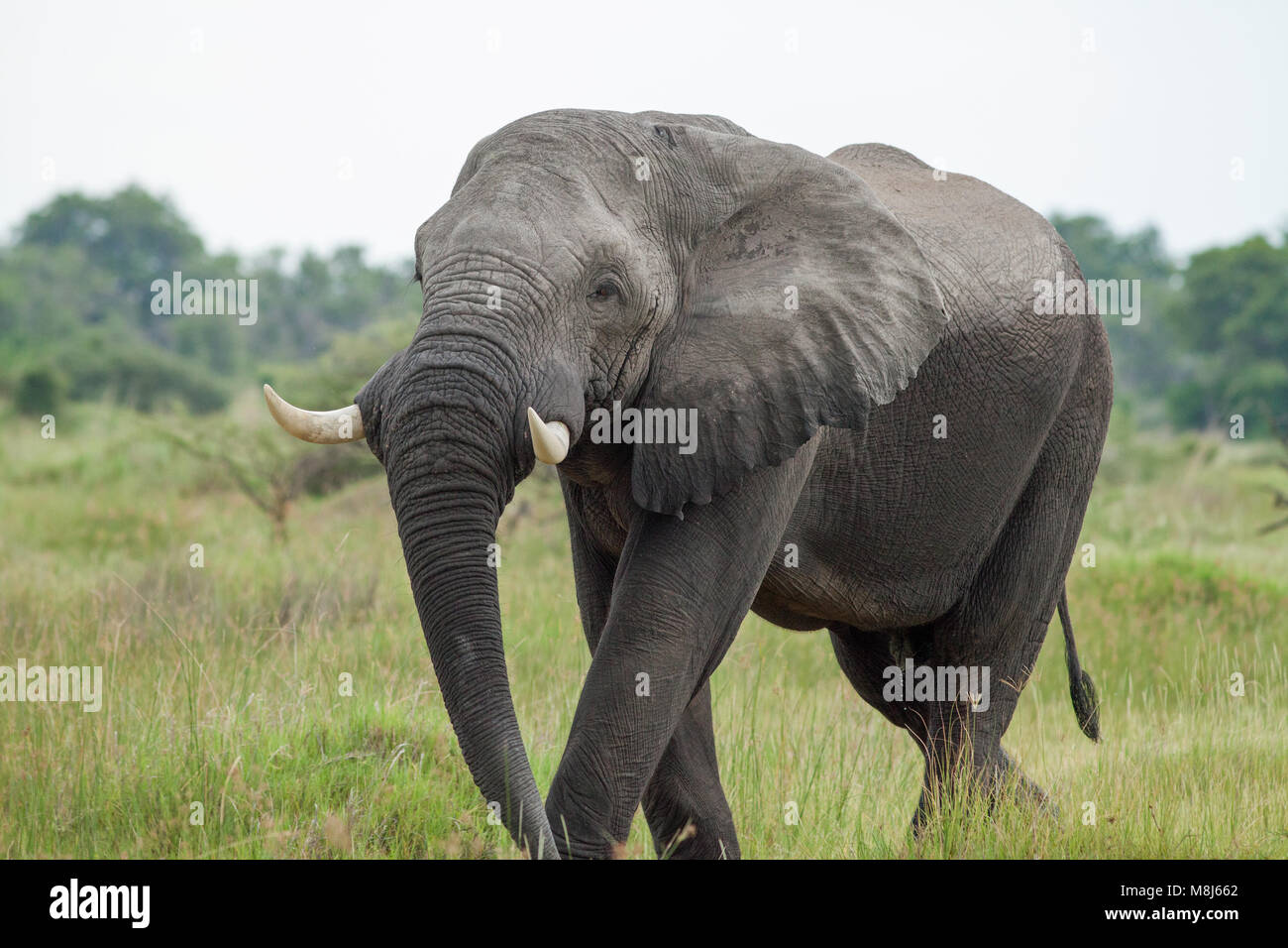 African Elephant Loxodonta africana. Though protected, still poached for ivory traders, A species of conservation concern. Well protected in Botswana. Stock Photo