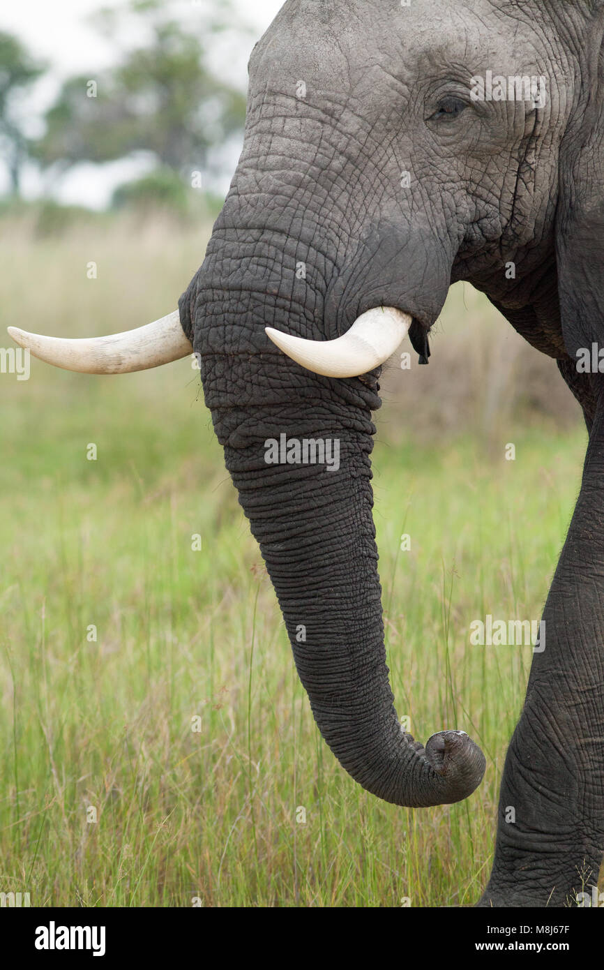African Elephant (Loxodonta africana). Adult bull, in musth. Chobe National Park. Okavango Delta. Botswana. Africa. Stock Photo