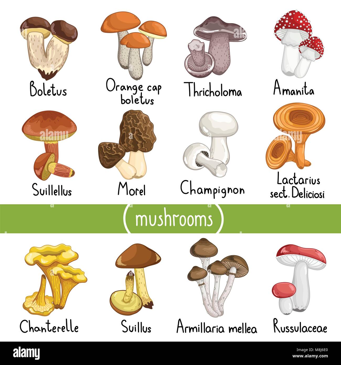 Different types of mushrooms vector illustration Stock Vector