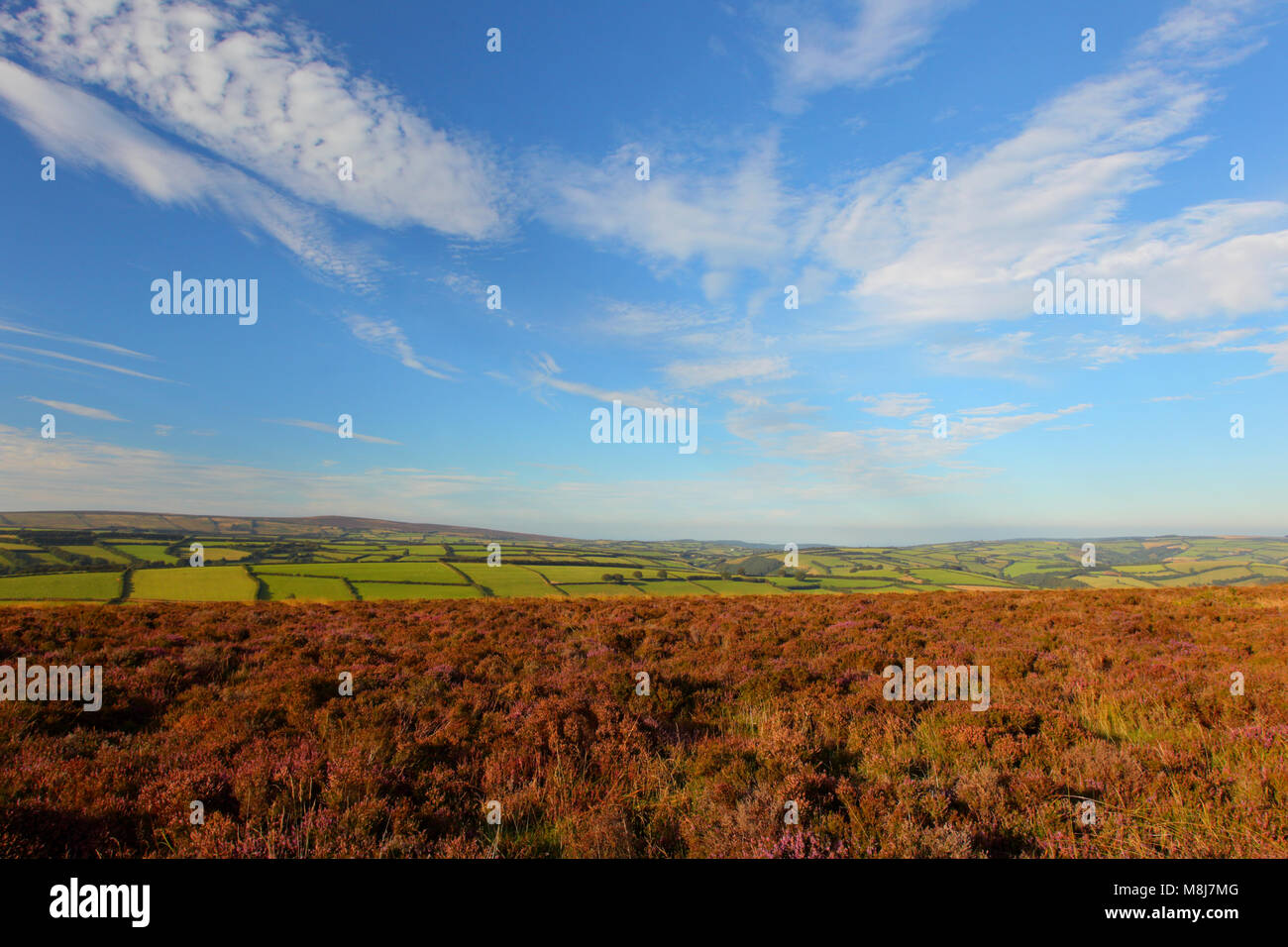 Heather moorland on Winsford Hill, Exmoor National Park, Somerset, England, looking across sheep farming area on a beautiful sunny summer evening Stock Photo