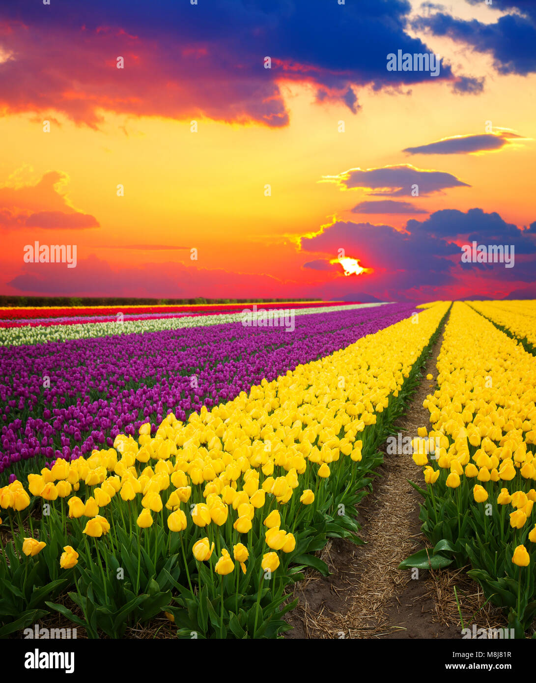 Famouse yellow and violet tulip field with rows under sunset sky with ...