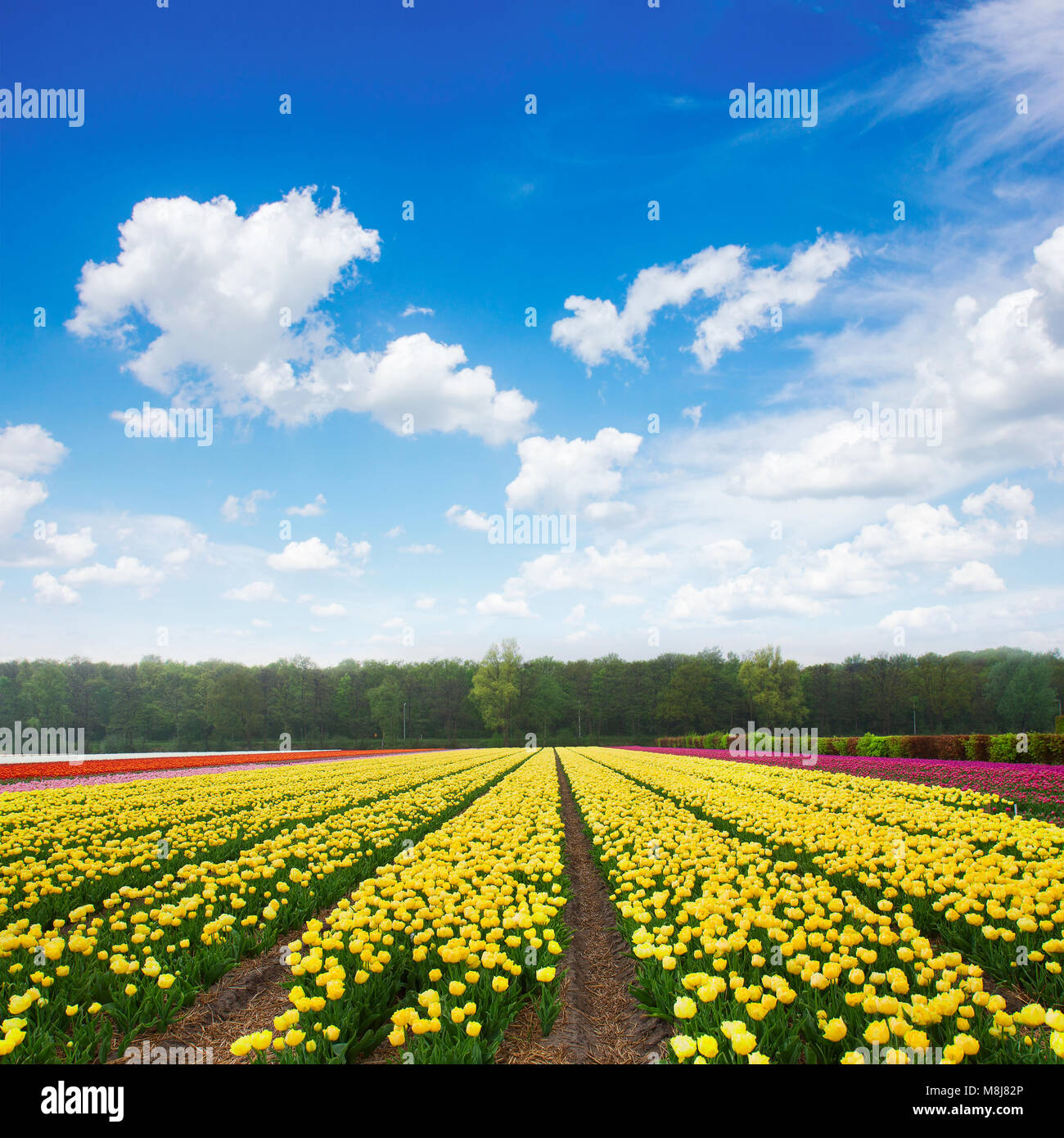 Famouse dutch yellow and violet tulip field with rows in sunny day with ...