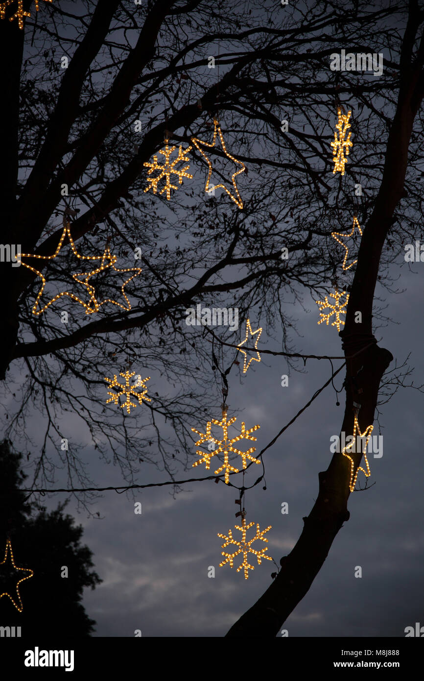 Christmas lights in trees Stock Photo Alamy