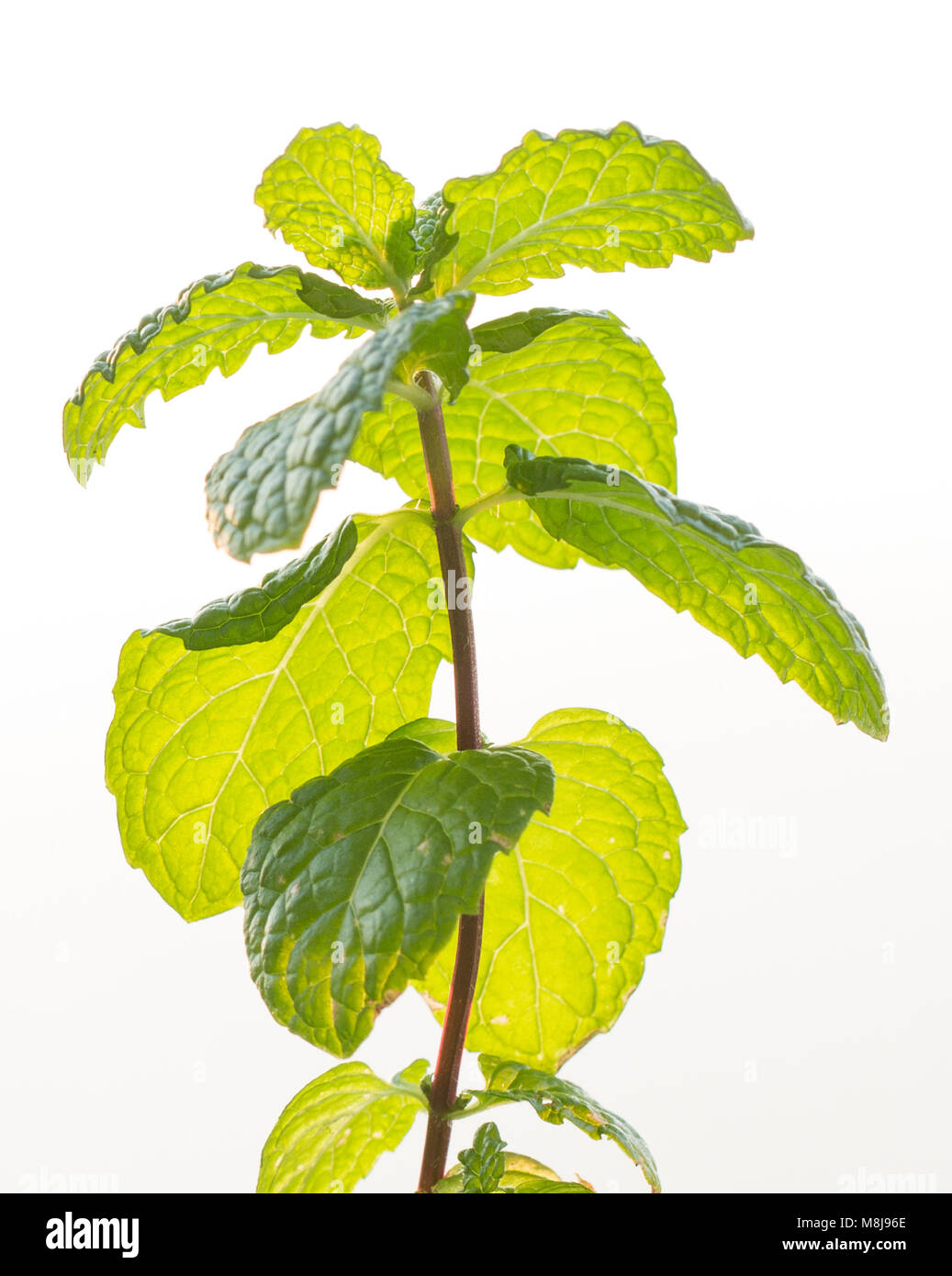 mint plant isolated Stock Photo