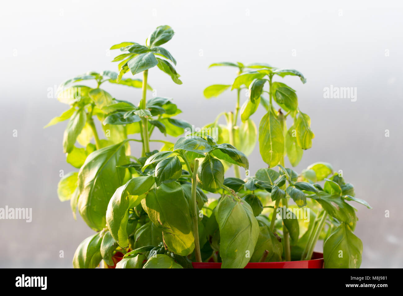 growing basil plant closeup Stock Photo