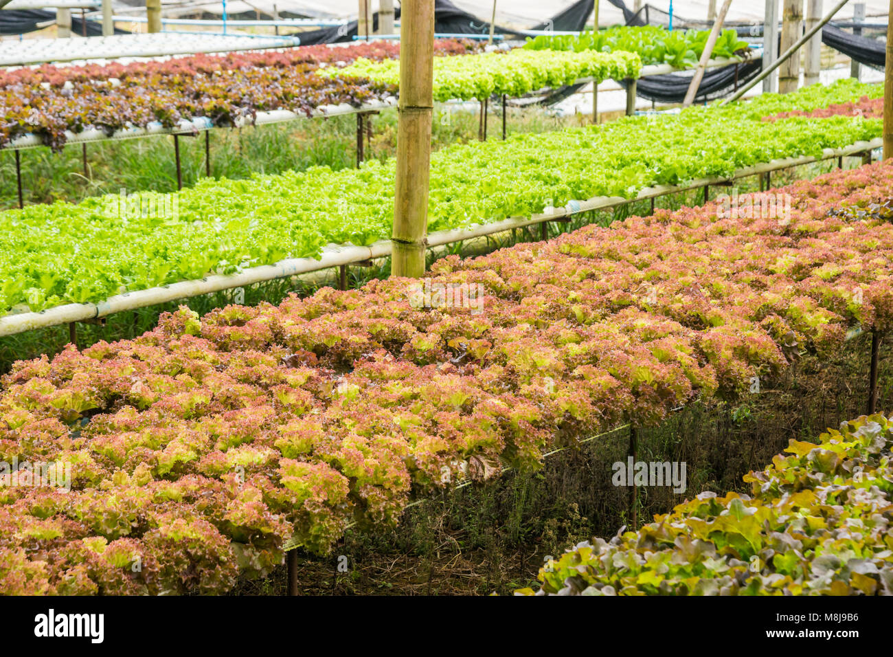 Hydroponics vegetable farm for healthy in rural of Thailand Stock Photo