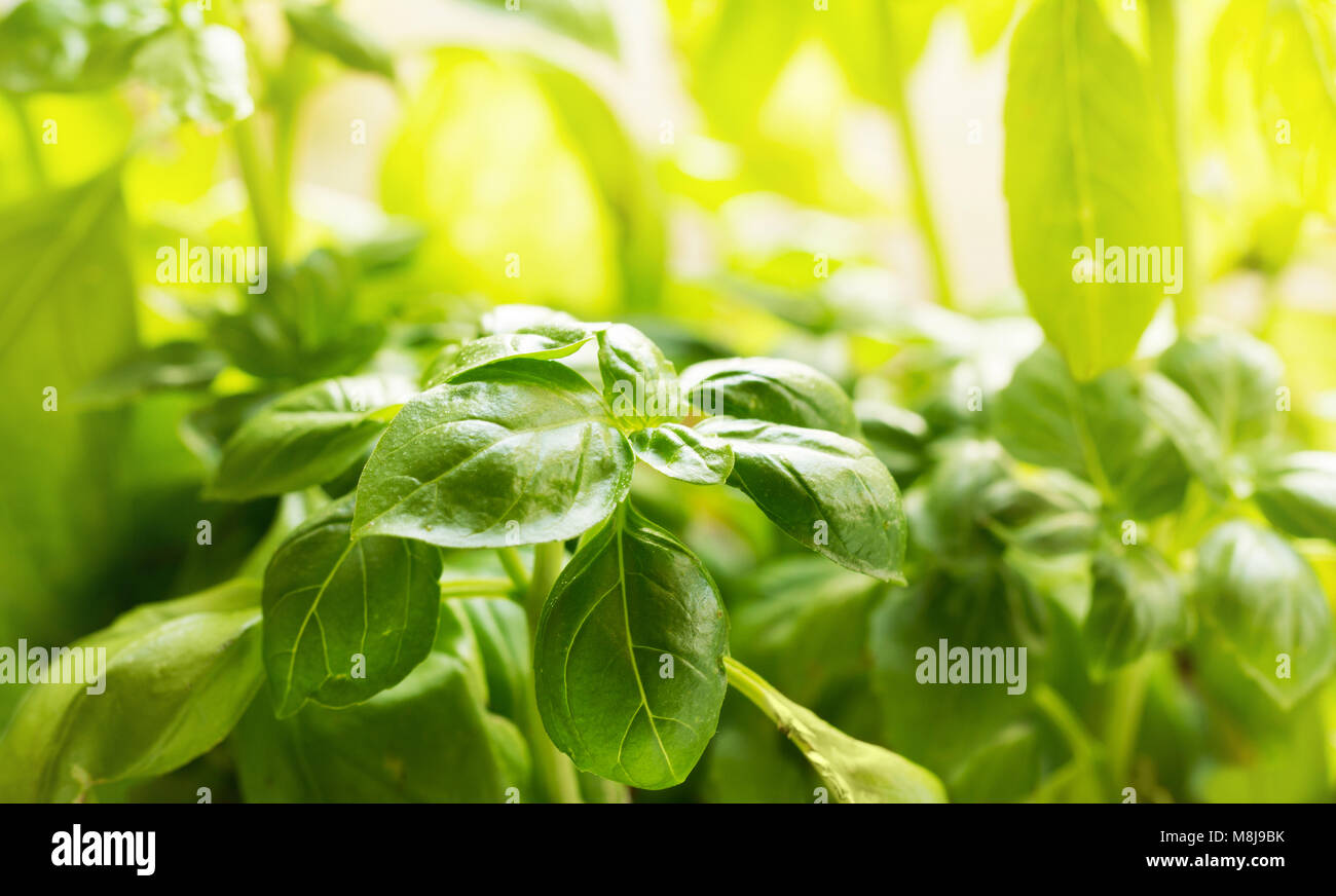 growing basil plant in flower pot Stock Photo