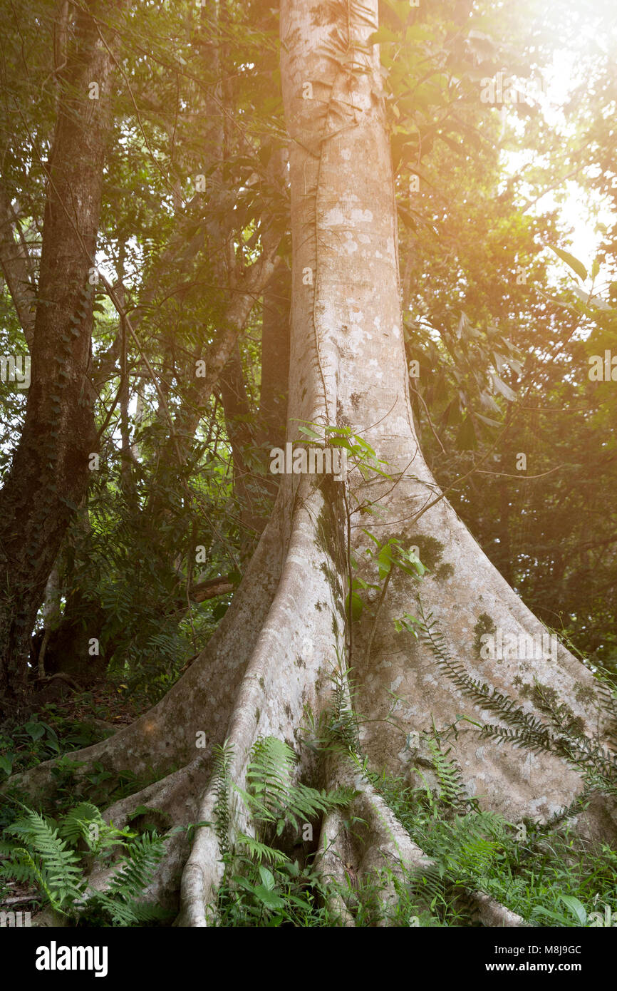 big tree in rainforest and beam of the sun Stock Photo