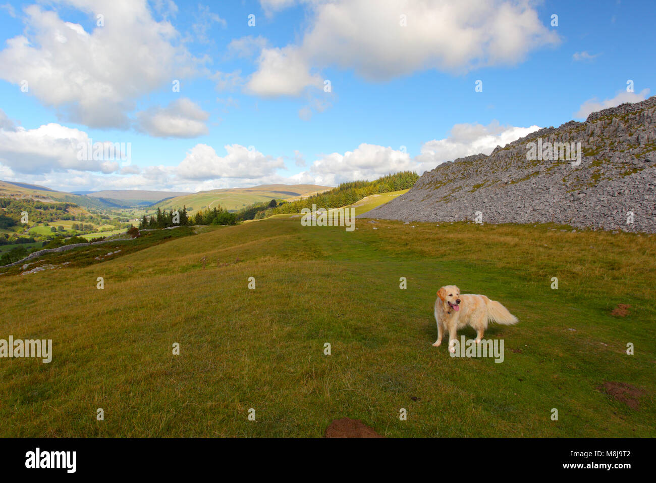 The view across Wharfedale, Yorkshire Dales National Park, North Yorkshire, England, with a Golden Retriever in the foreground Stock Photo