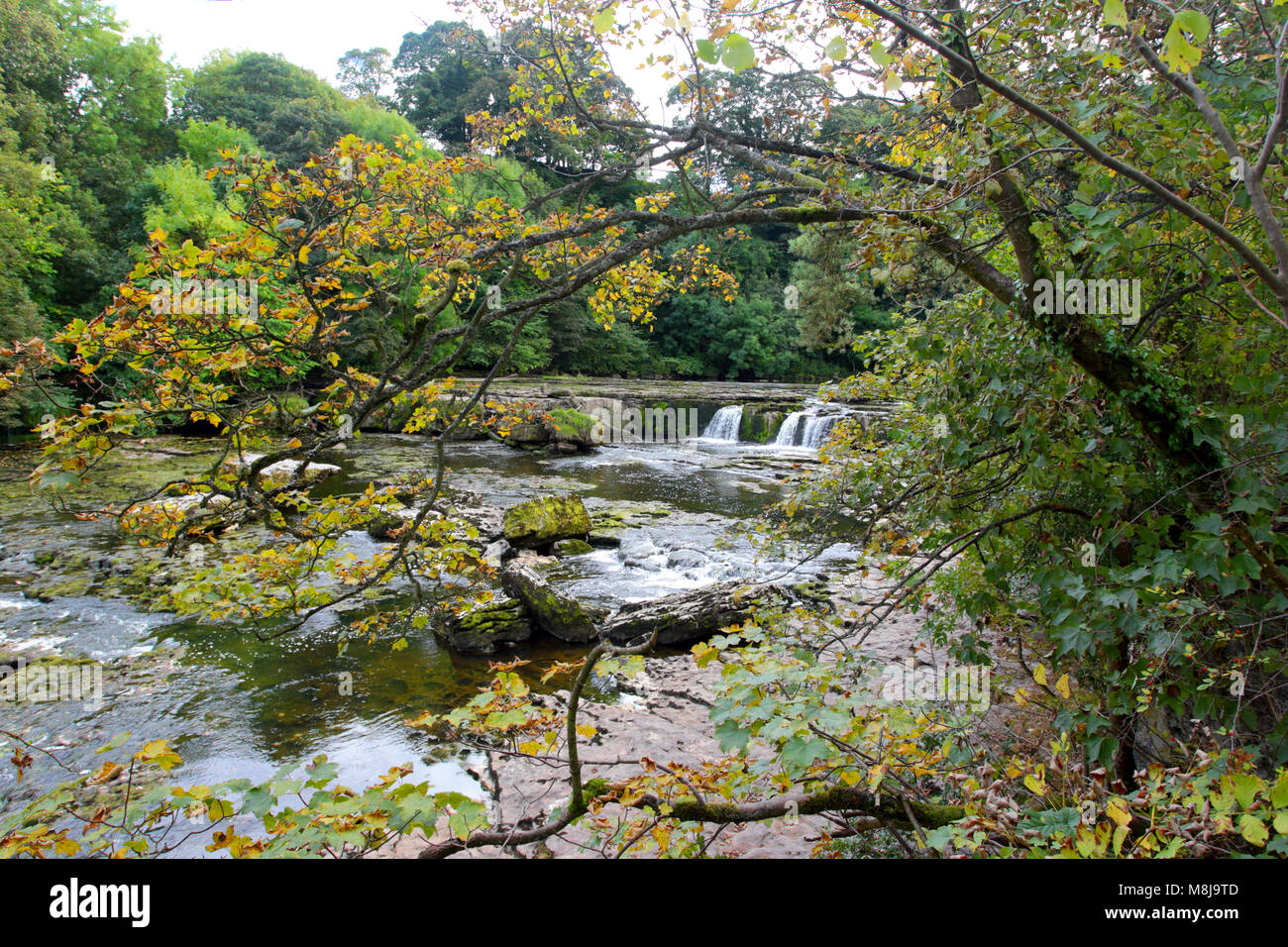 Aysgarth lower falls on the River Ure, Yorkshire Dales National Park, North Yorkshire, England Stock Photo