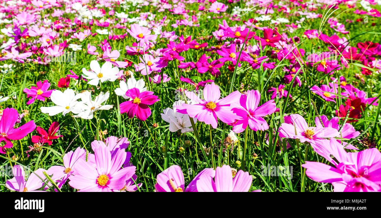 Field cosmos flower hi-res stock photography and images - Alamy