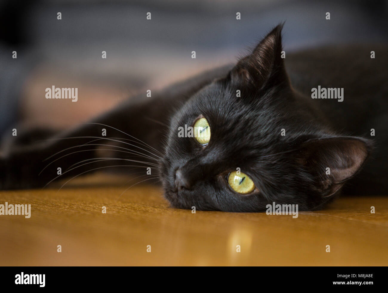 Black cat, young, short haired, head shot,watching, lying down on it's side Stock Photo