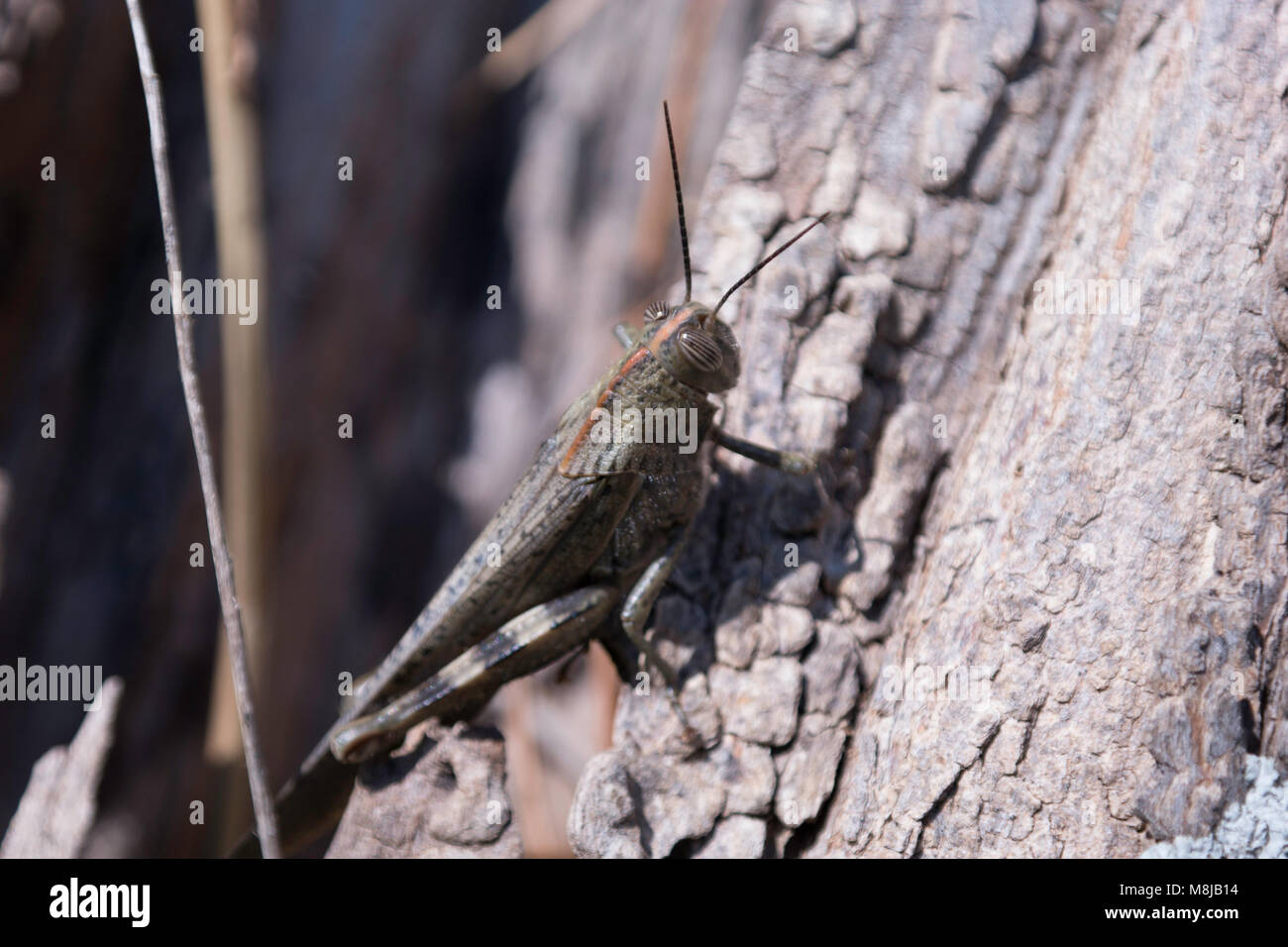 cricket grasshopper Stock Photo