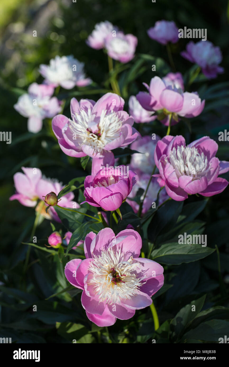 'Bowl of Beauty' Common garden peony, Luktpion (Paeonia lactiflora) Stock Photo