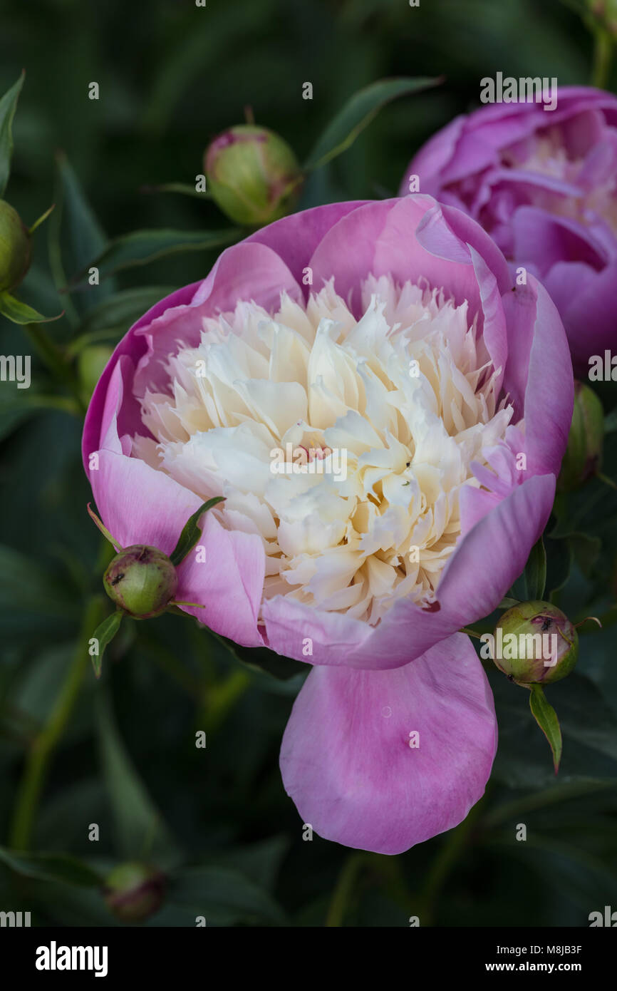 'Bowl of Beauty' Common garden peony, Luktpion (Paeonia lactiflora) Stock Photo
