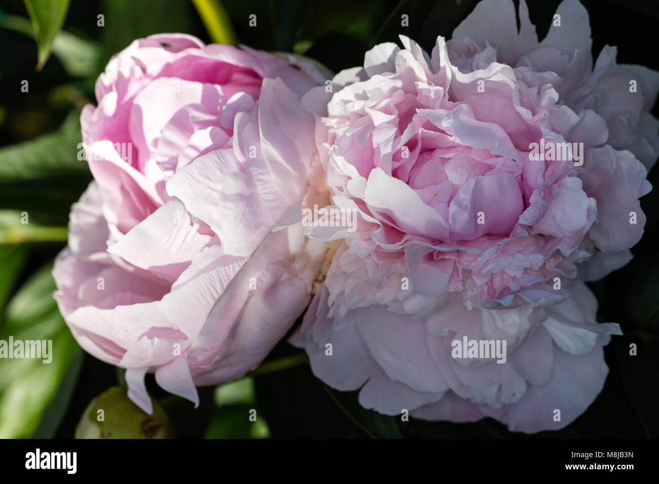 'Pink Giant' Common garden peony, Luktpion (Paeonia lactiflora) Stock Photo