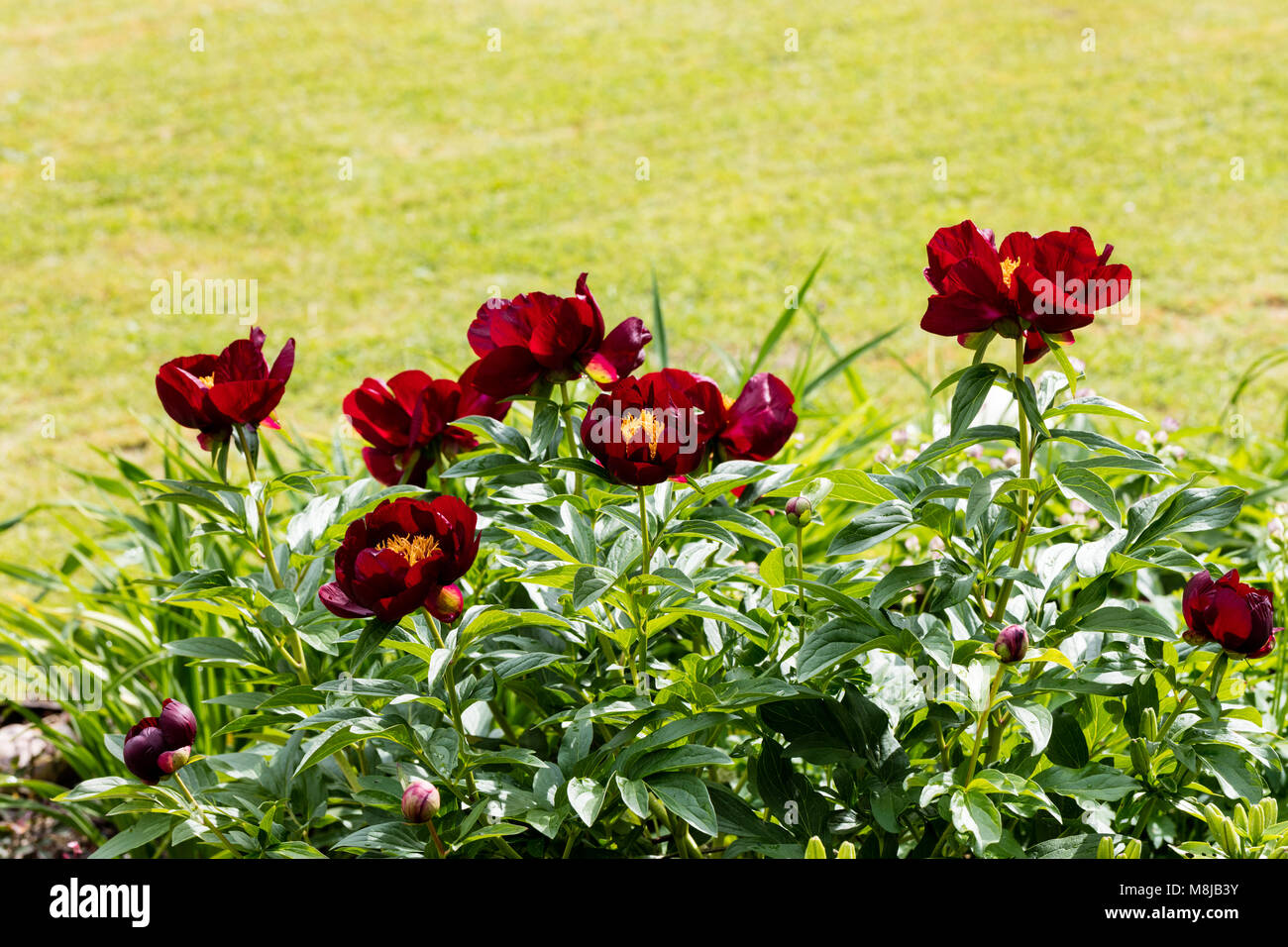 'Chocolate Soldier' Common garden peony, Luktpion (Paeonia lactiflora) Stock Photo