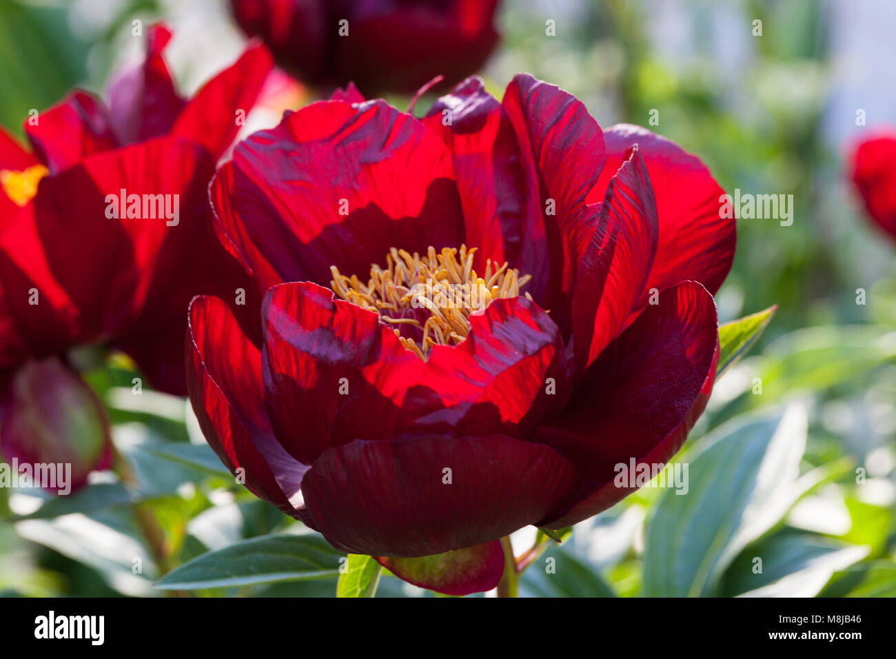 'Chocolate Soldier' Common garden peony, Luktpion (Paeonia lactiflora) Stock Photo