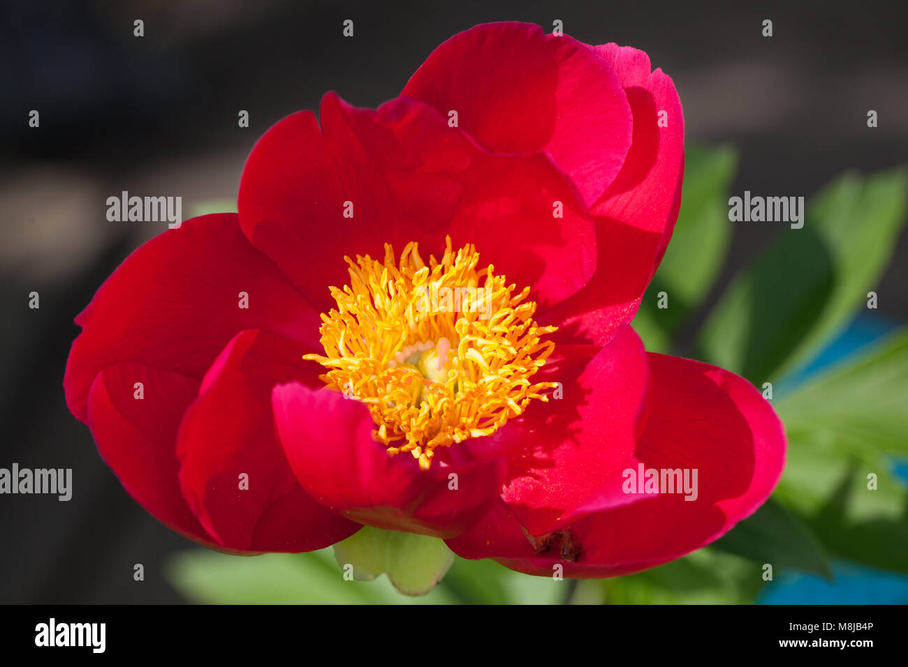 'Scarlett O’Hara' Common garden peony, Luktpion (Paeonia officinalis x Paeonia lactiflora) Stock Photo