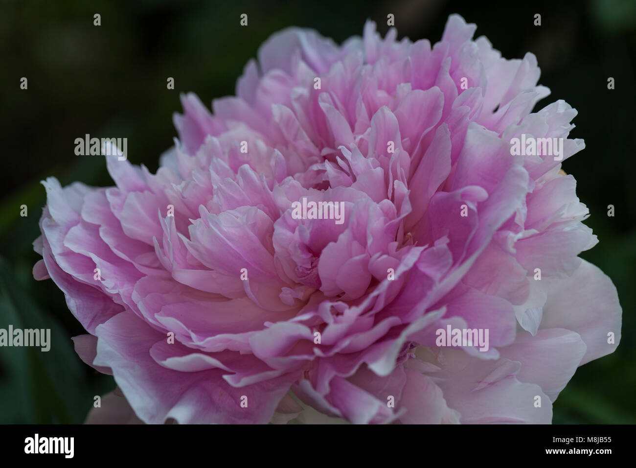 'Pink Giant' Common garden peony, Luktpion (Paeonia lactiflora) Stock Photo