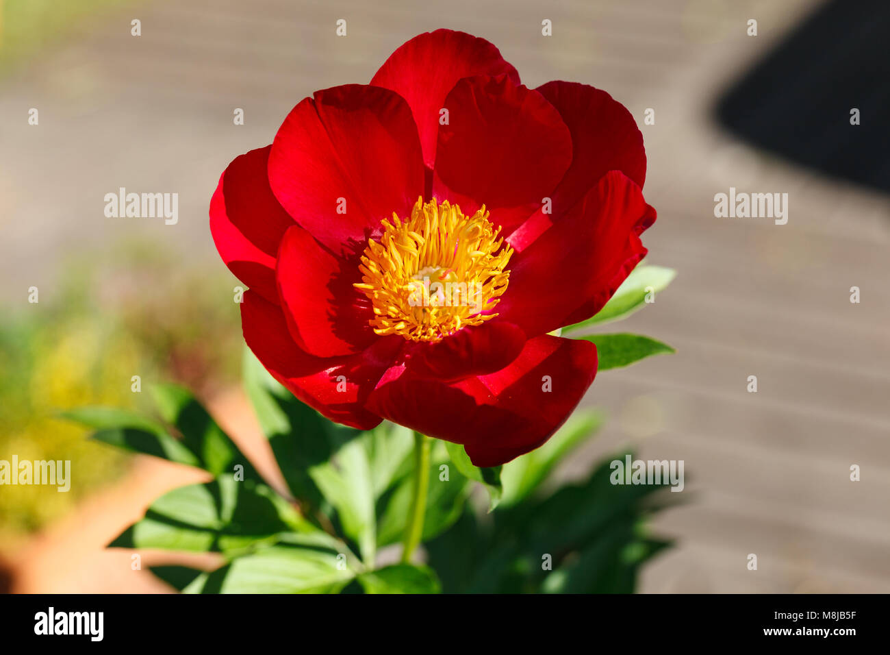'Scarlett O’Hara' Common garden peony, Luktpion (Paeonia officinalis x Paeonia lactiflora) Stock Photo