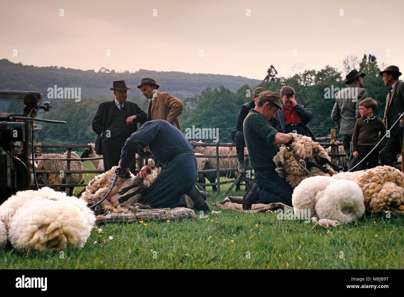 Vintage 1960's image of sheepshearers in Abergavenny, Wales, United Kingdom Stock Photo