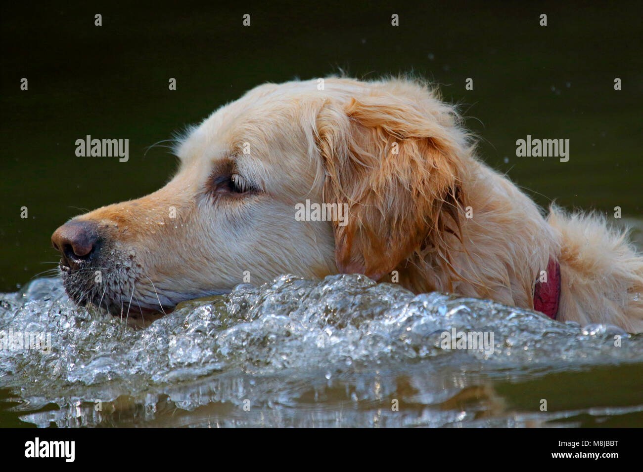Can Golden Retrievers Swim