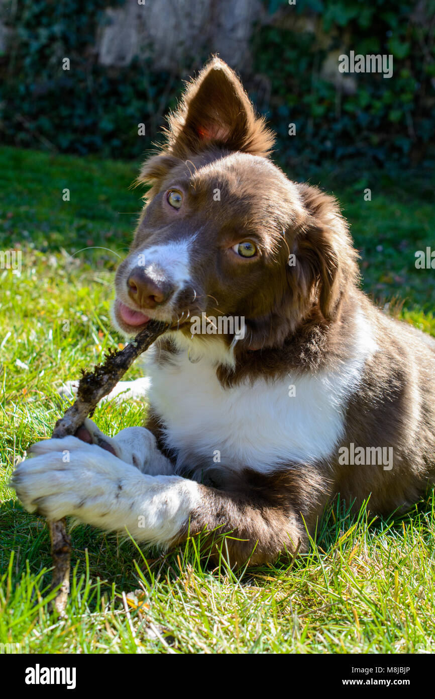 NO fetching, just chewing! Stock Photo